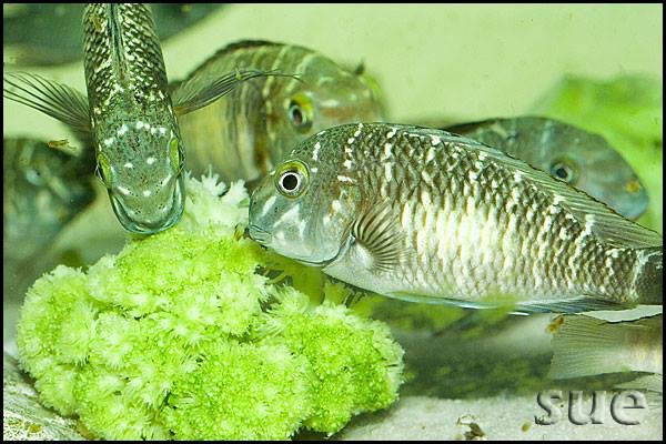 Tropheus sp. 'limespot' Zongwe